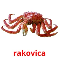 rakovica cartões com imagens