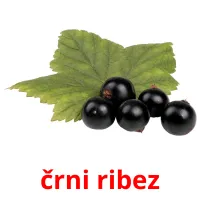 črni ribez flashcards illustrate