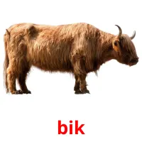 bik cartões com imagens