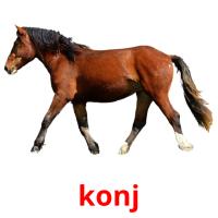 konj card for translate