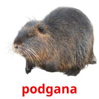 podgana card for translate
