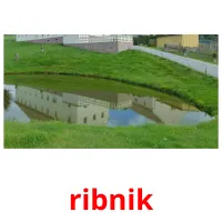 ribnik cartes flash