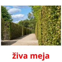 živa meja cartes flash