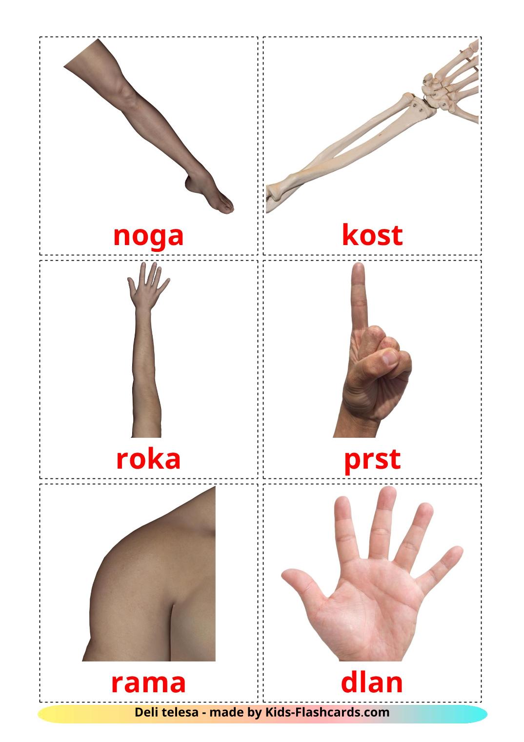 Body Parts - 26 Free Printable slovenian Flashcards 