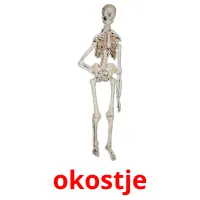 okostje picture flashcards