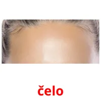 čelo picture flashcards