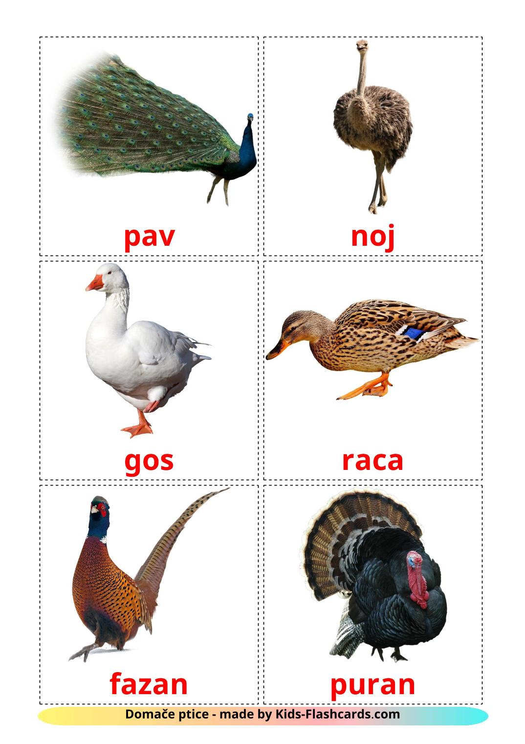 Farm birds - 11 Free Printable slovenian Flashcards 