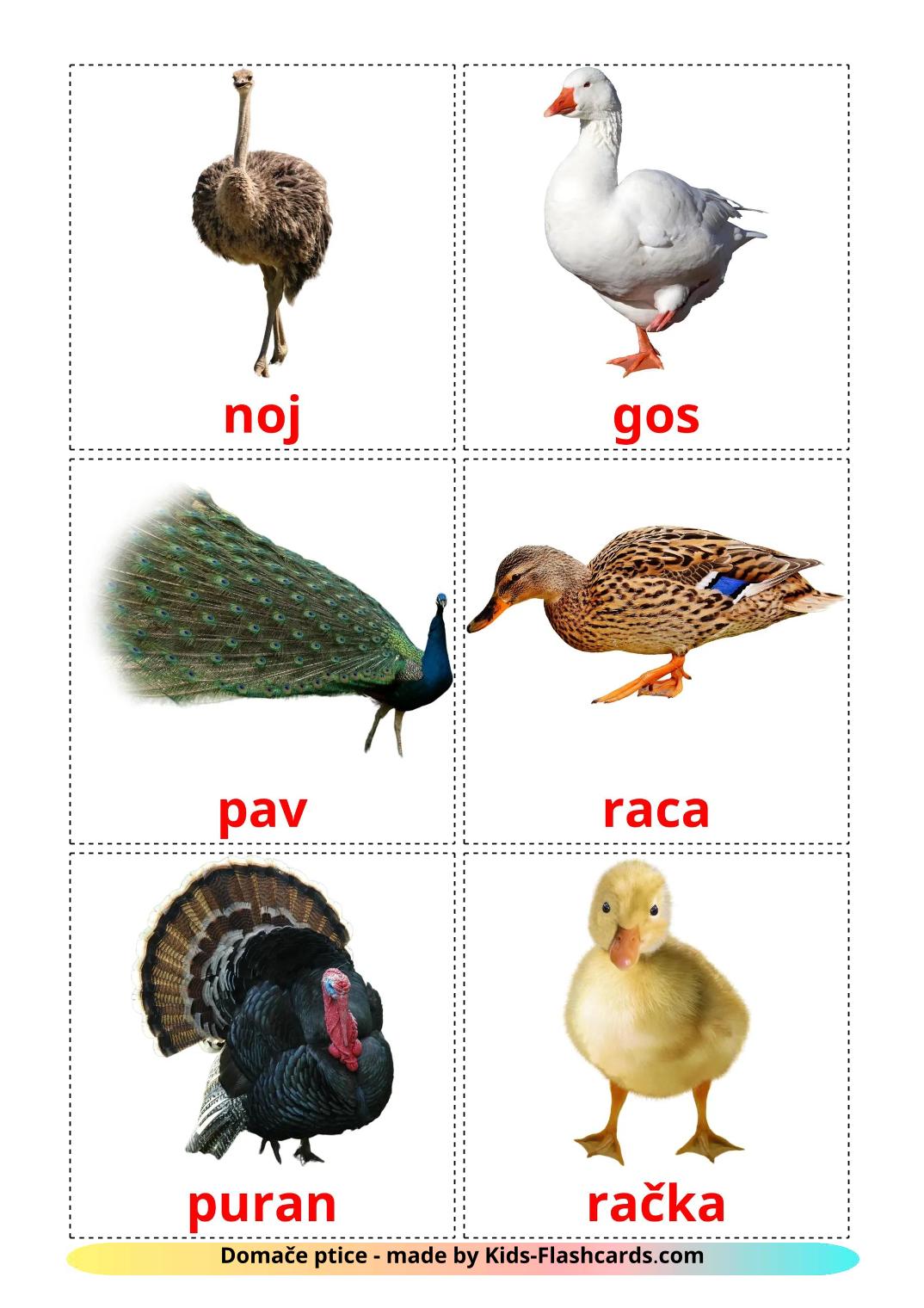 Farm birds - 12 Free Printable slovenian Flashcards 