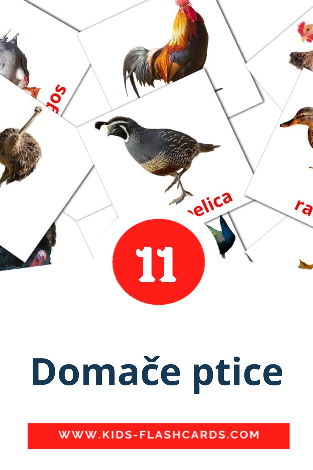 11 Domače ptice Picture Cards for Kindergarden in slovenian