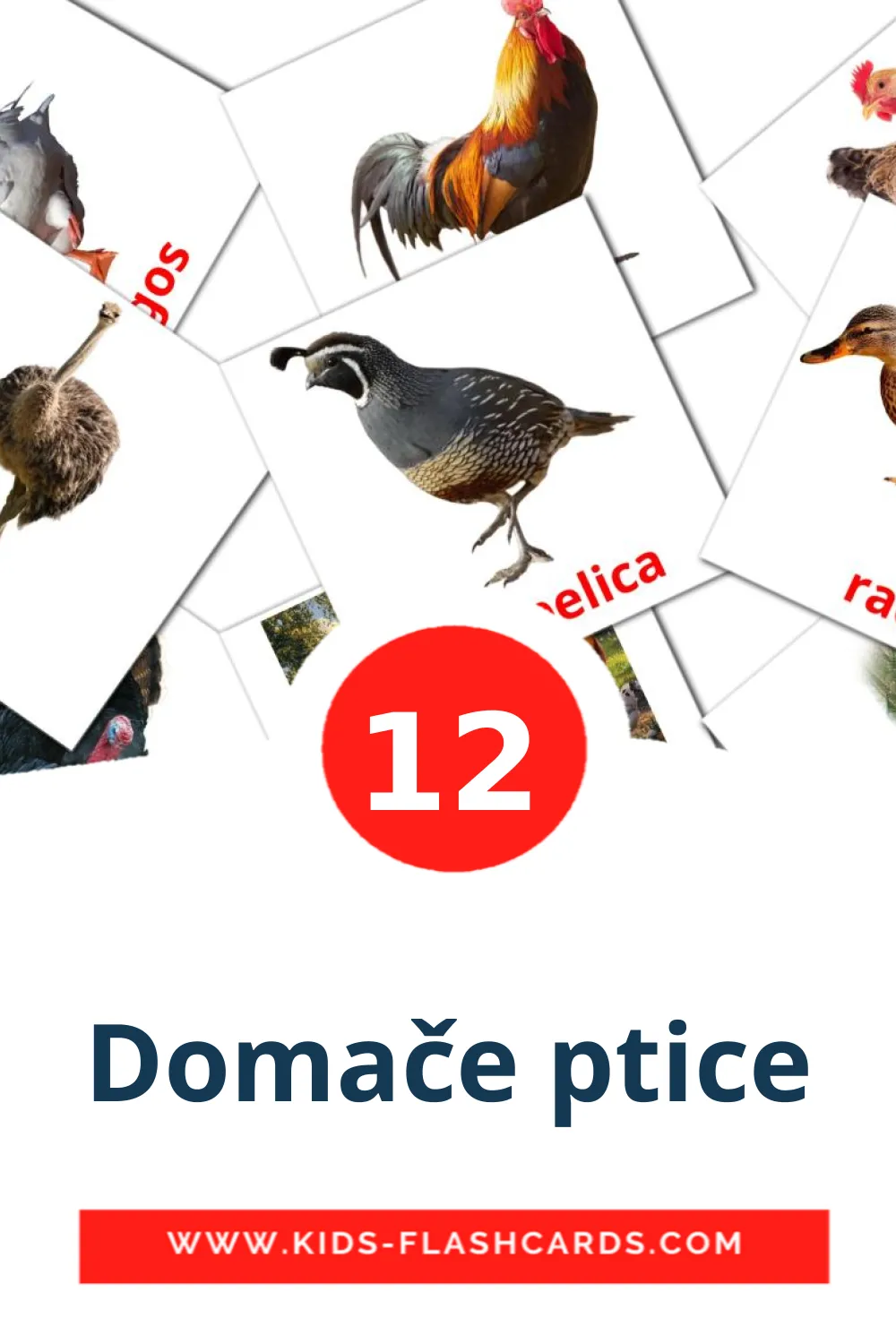 12 Domače ptice Picture Cards for Kindergarden in slovenian