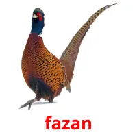 fazan picture flashcards