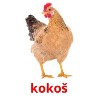 kokoš picture flashcards