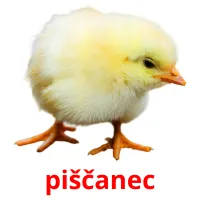 piščanec picture flashcards