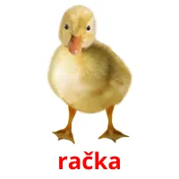 račka picture flashcards