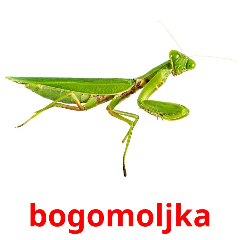 bogomoljka picture flashcards
