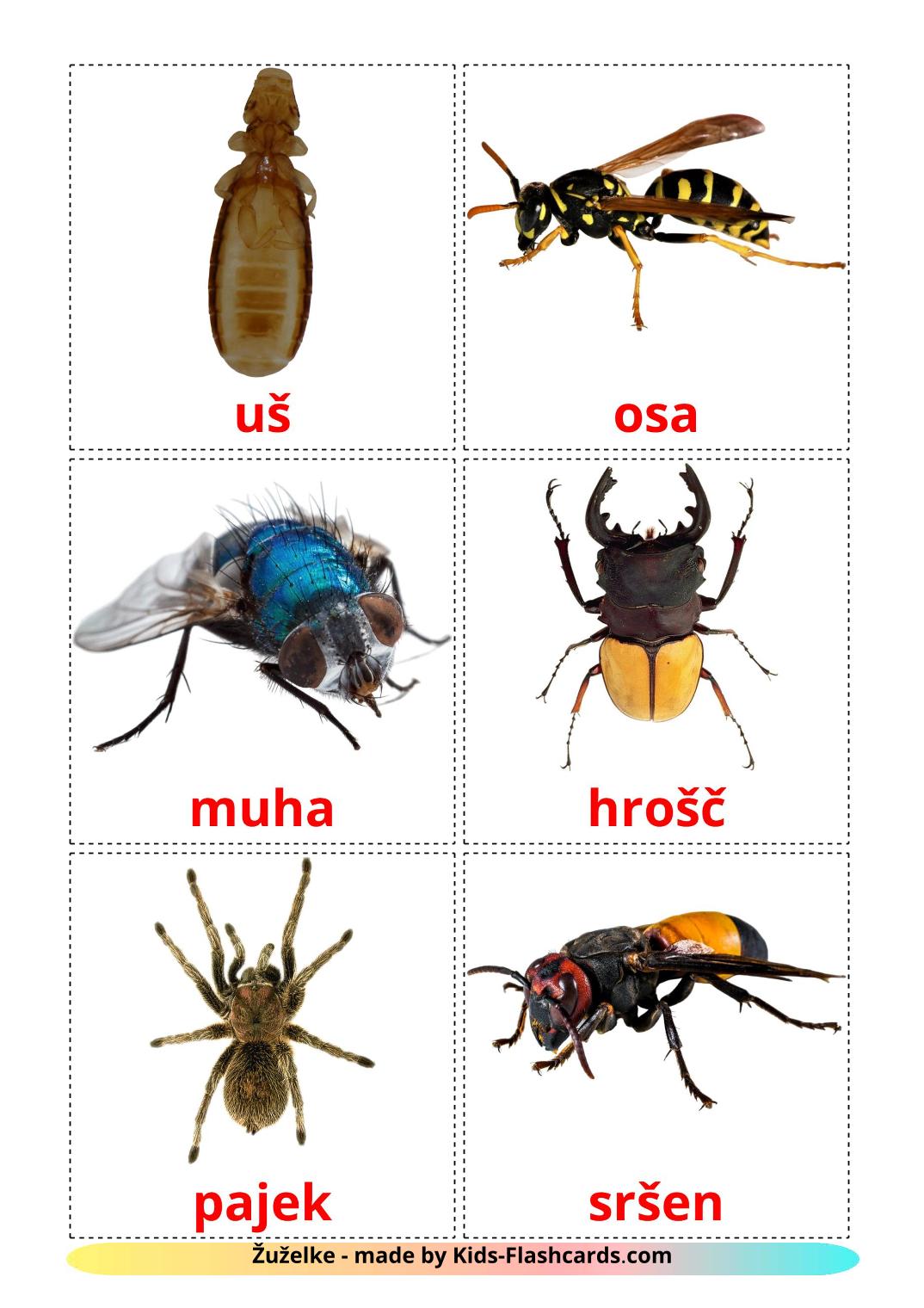 Les Insectes - 23 Flashcards slovène imprimables gratuitement