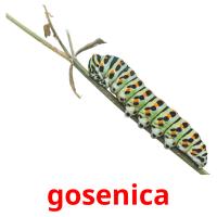 gosenica picture flashcards