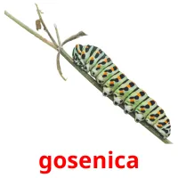 gosenica cartões com imagens