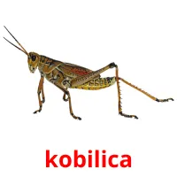 kobilica cartões com imagens