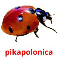 pikapolonica card for translate