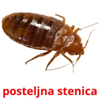 posteljna stenica cartões com imagens