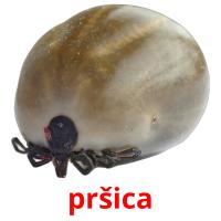 pršica card for translate
