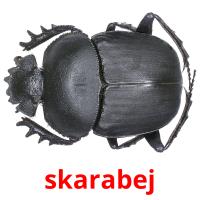 skarabej card for translate