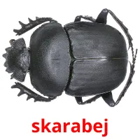 skarabej cartões com imagens