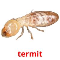 termit cartes flash