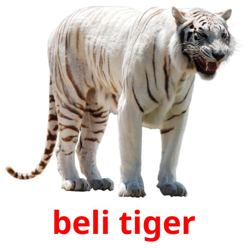 beli tiger picture flashcards