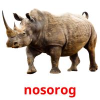 nosorog card for translate