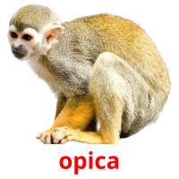opica picture flashcards
