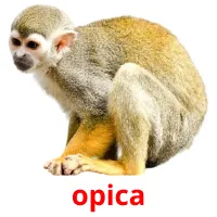 opica cartões com imagens