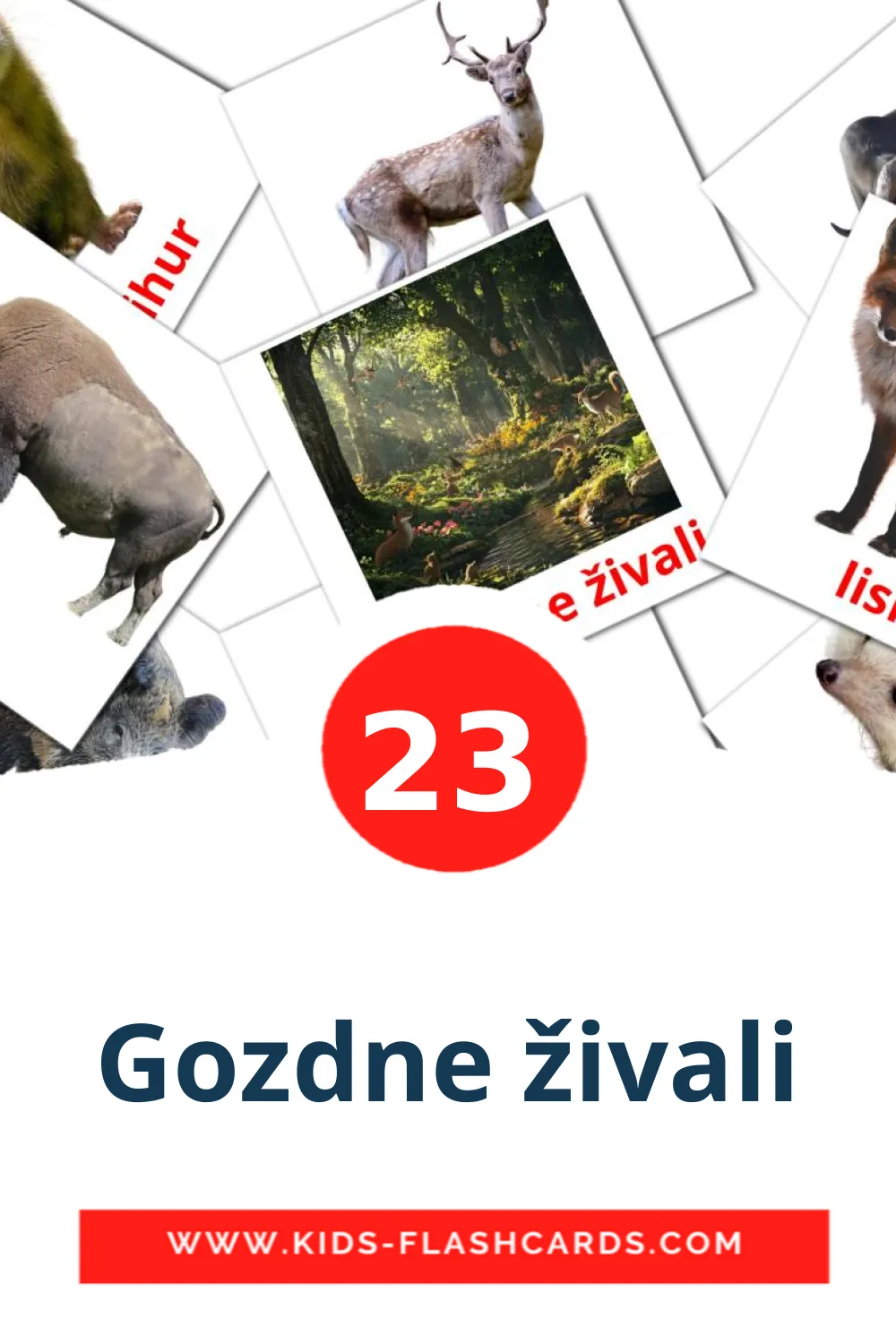 23 Gozdne živali Picture Cards for Kindergarden in slovenian