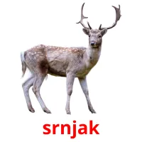 srnjak picture flashcards