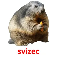 svizec picture flashcards