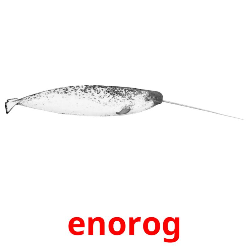 enorog picture flashcards