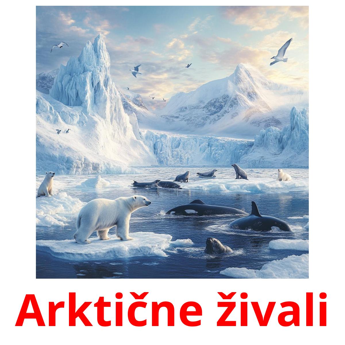 Arktične živali Tarjetas didacticas