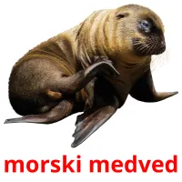 morski medved карточки энциклопедических знаний