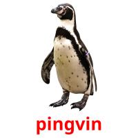 pingvin Tarjetas didacticas