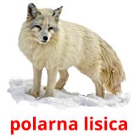 polarna lisica card for translate