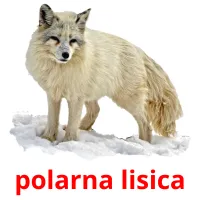 polarna lisica карточки энциклопедических знаний