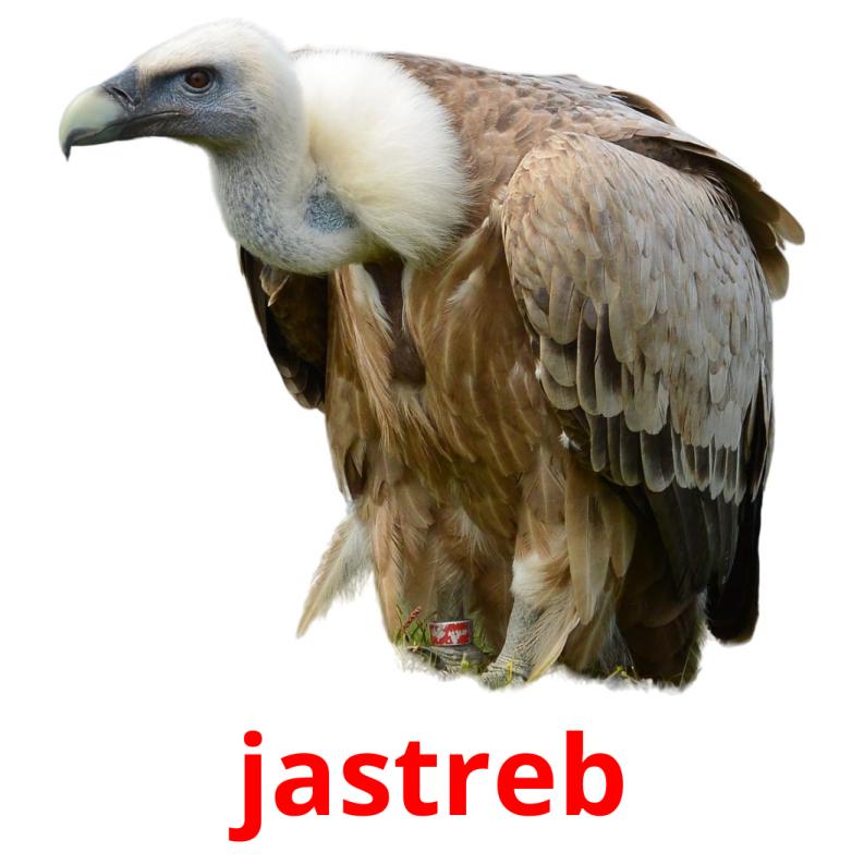 jastreb picture flashcards