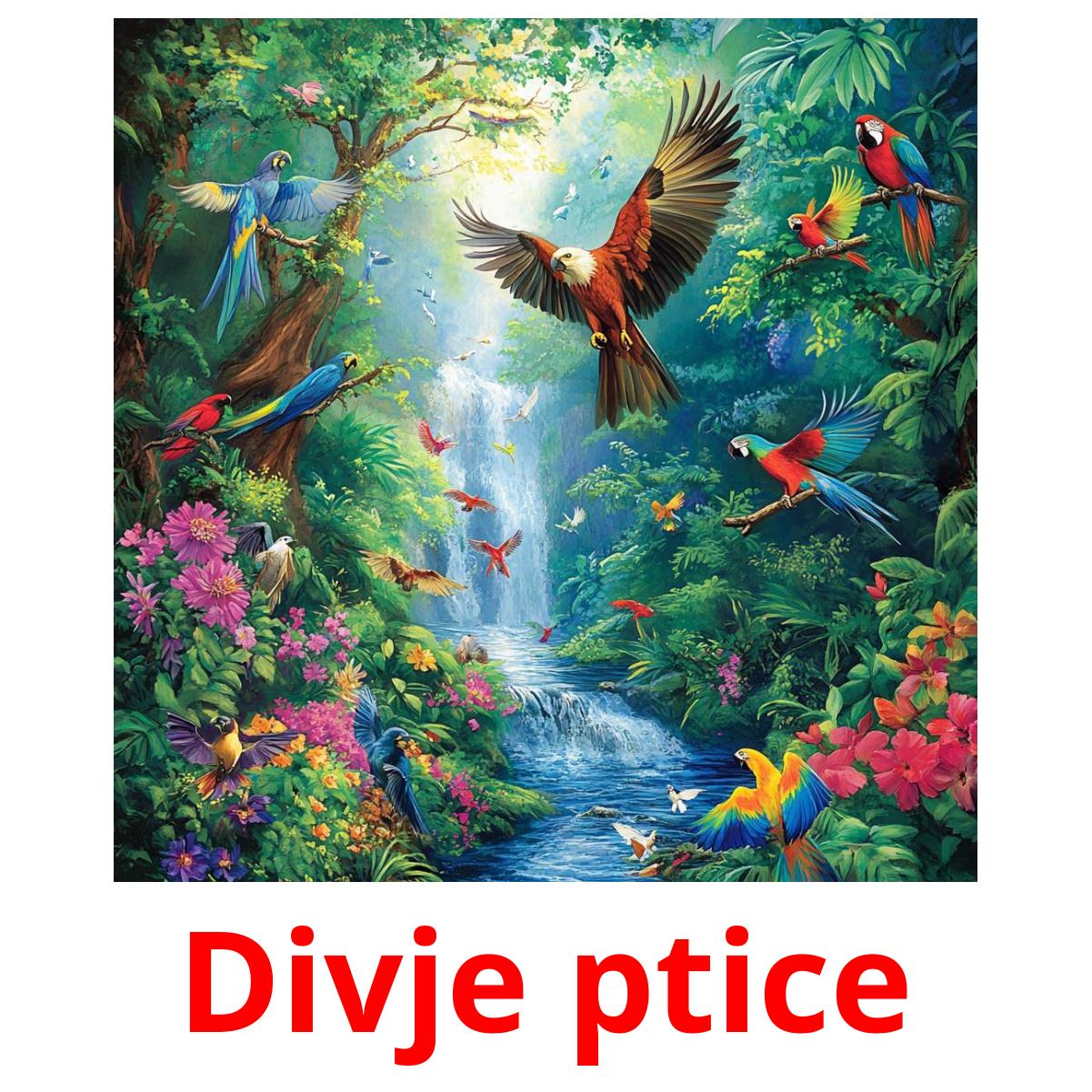 Divje ptice picture flashcards