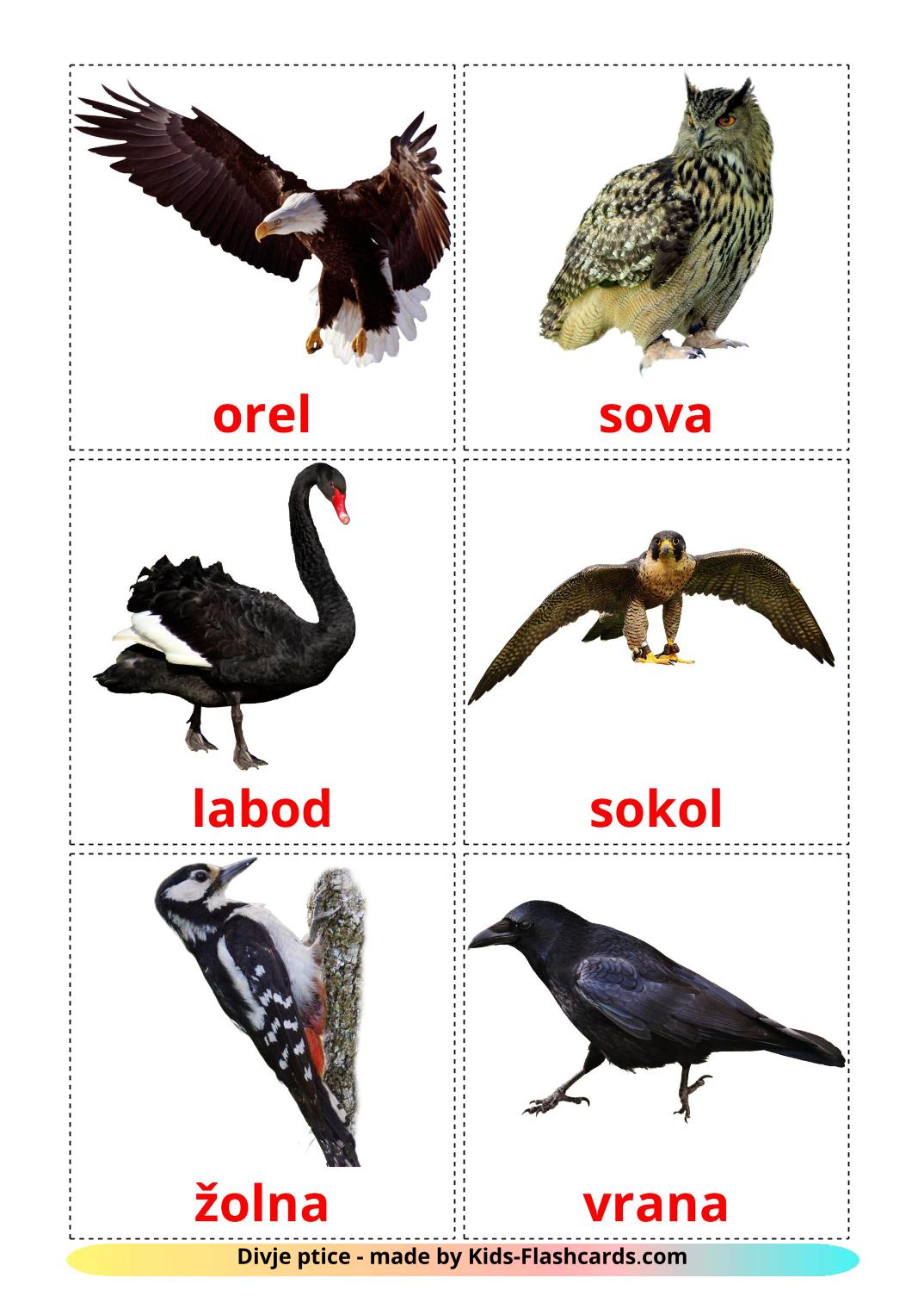 Wild birds - 18 Free Printable slovenian Flashcards 