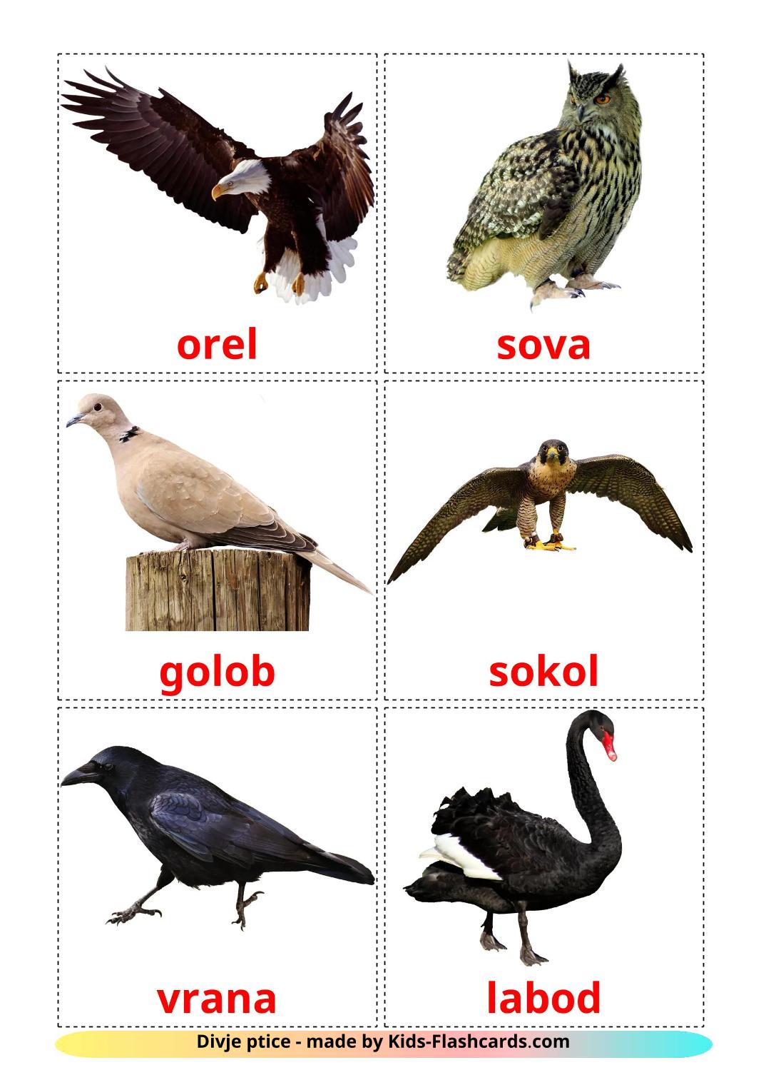 Wild birds - 19 Free Printable slovenian Flashcards 