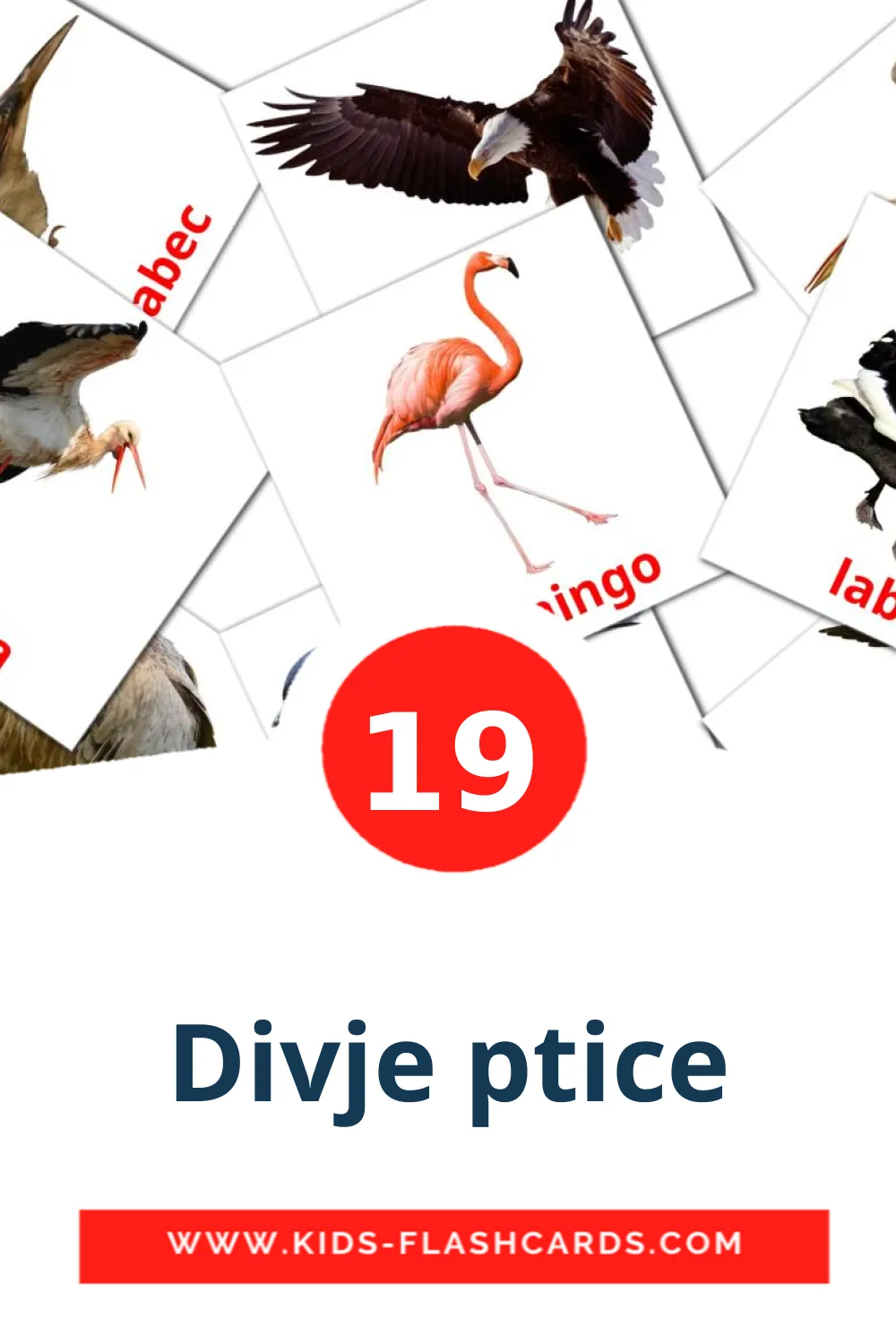 19 Divje ptice Picture Cards for Kindergarden in slovenian