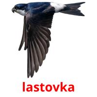 lastovka picture flashcards