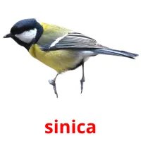 sinica picture flashcards