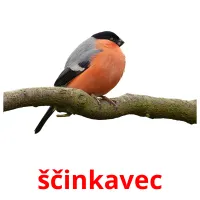 ščinkavec picture flashcards